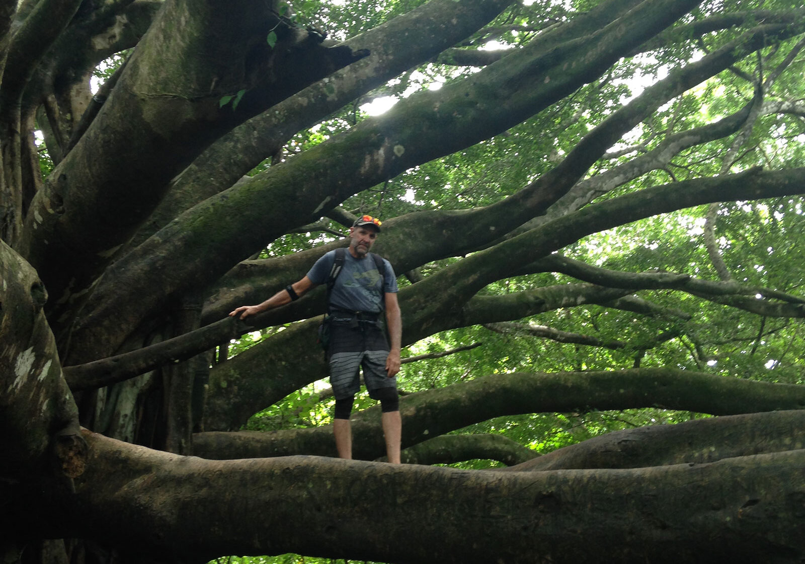 banyan banyan