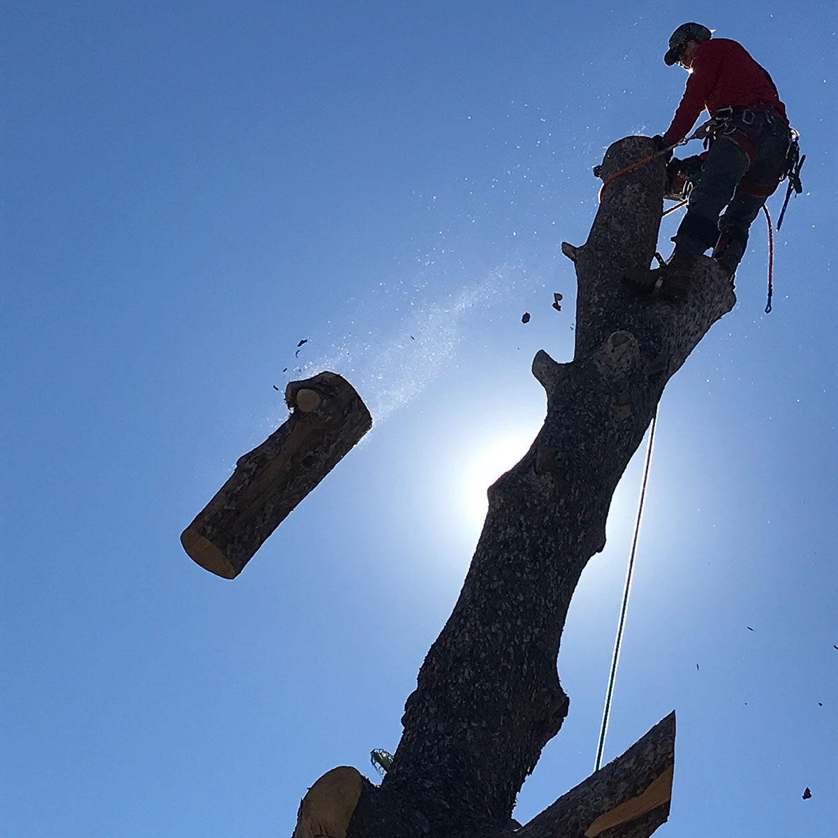 tree-cut tree-cut